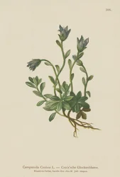 Mont-Cenis-Glockenblume